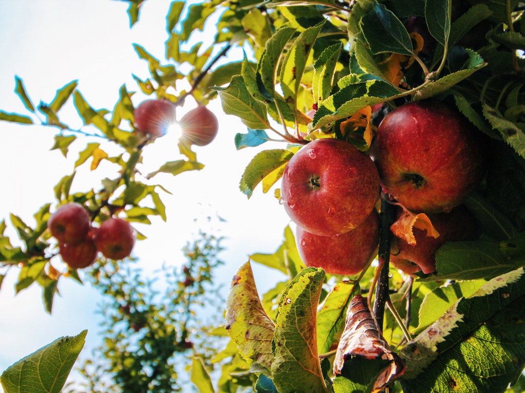 apple trees in ohio