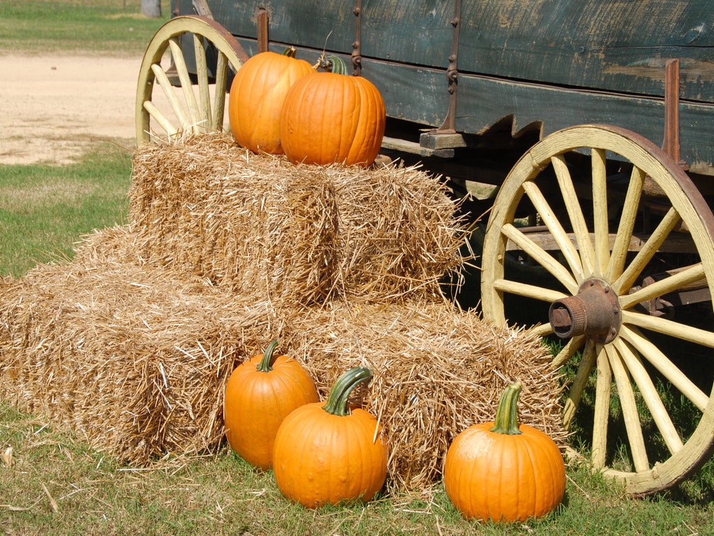 pumpkins stacked on hay bales by a wagon