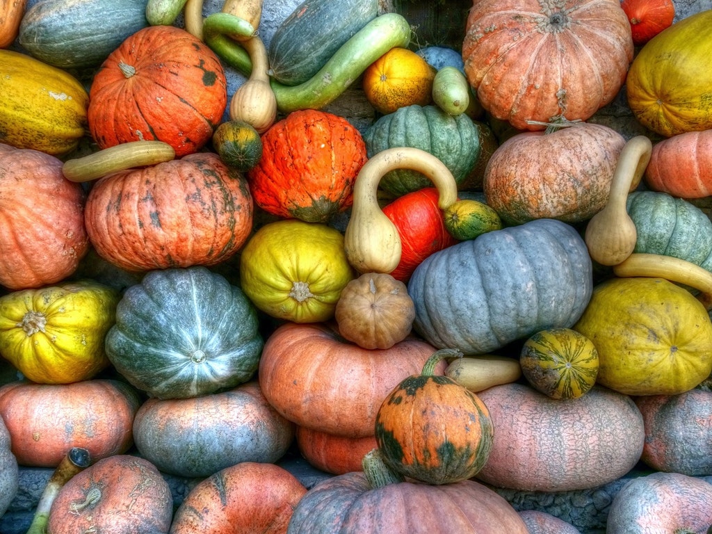 colorful pumpkins and gourds