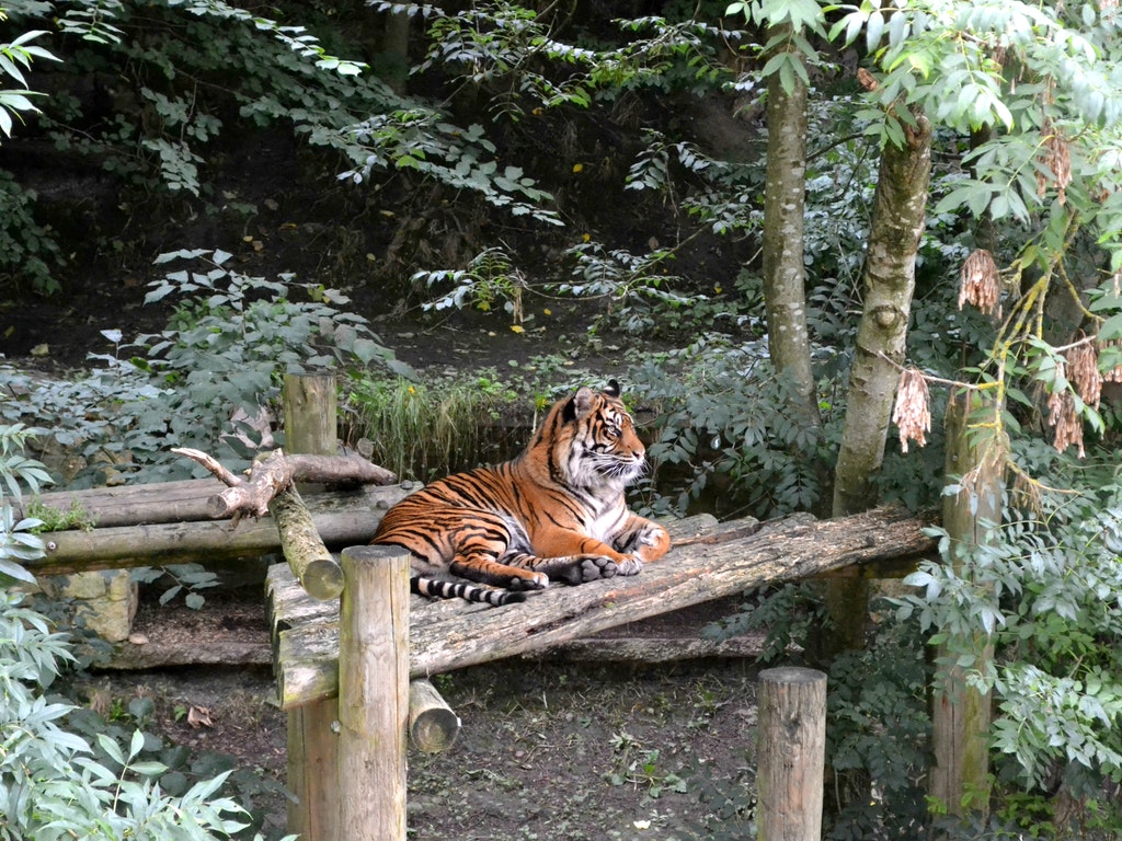 tigers at the cincinnati zoo