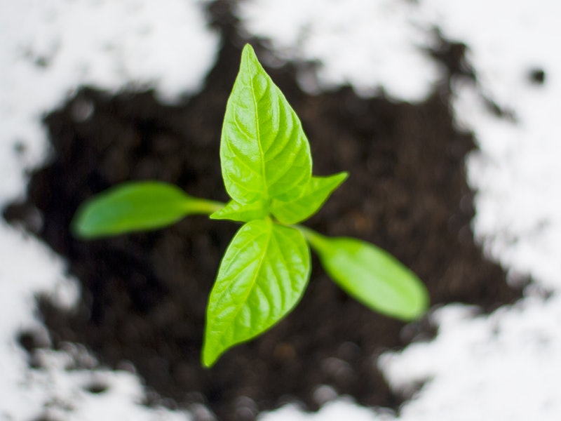 growing leaf in soil