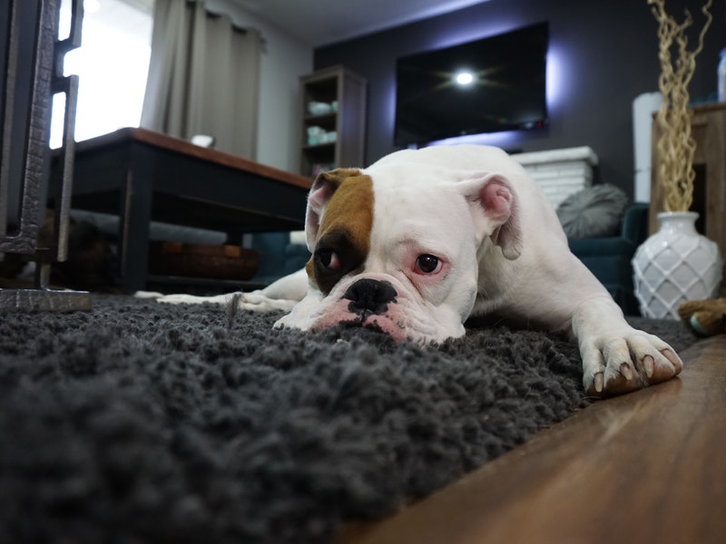 bulldog laying on carpet