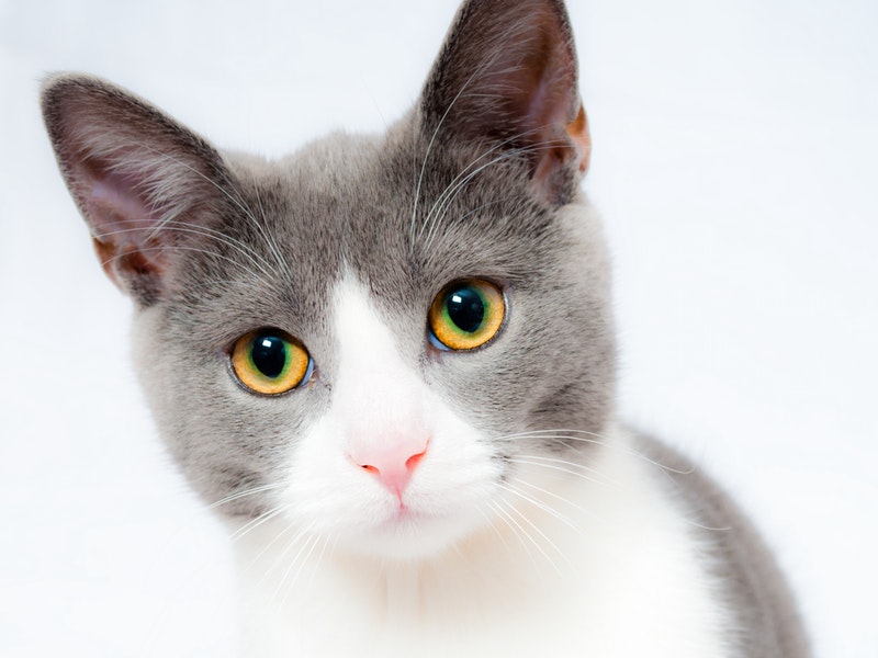 white and grey cat