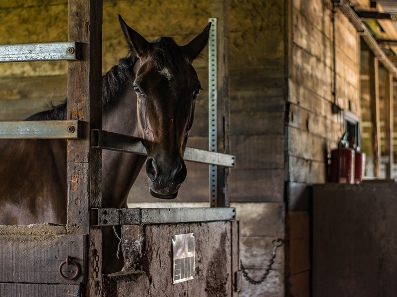 brown horse in a stable