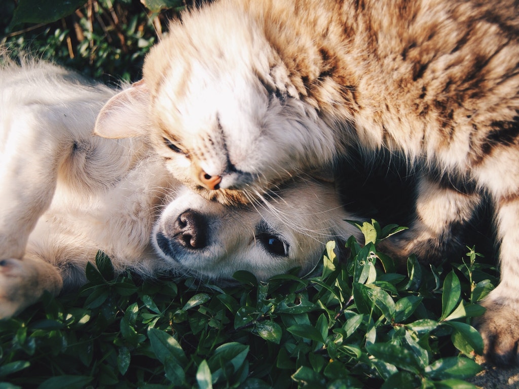 a cat and dog snuggling in the grass