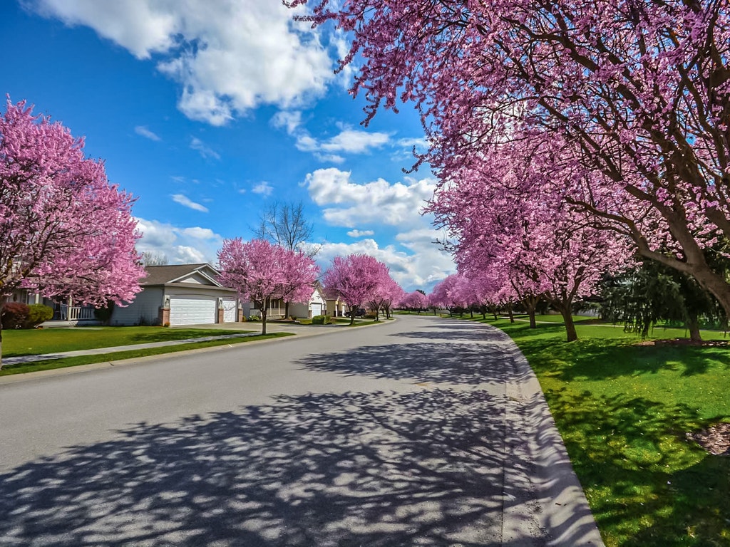 a park path lined with blossoming cherry trees