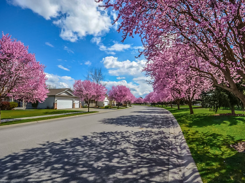 blossoming cheery trees on a park path