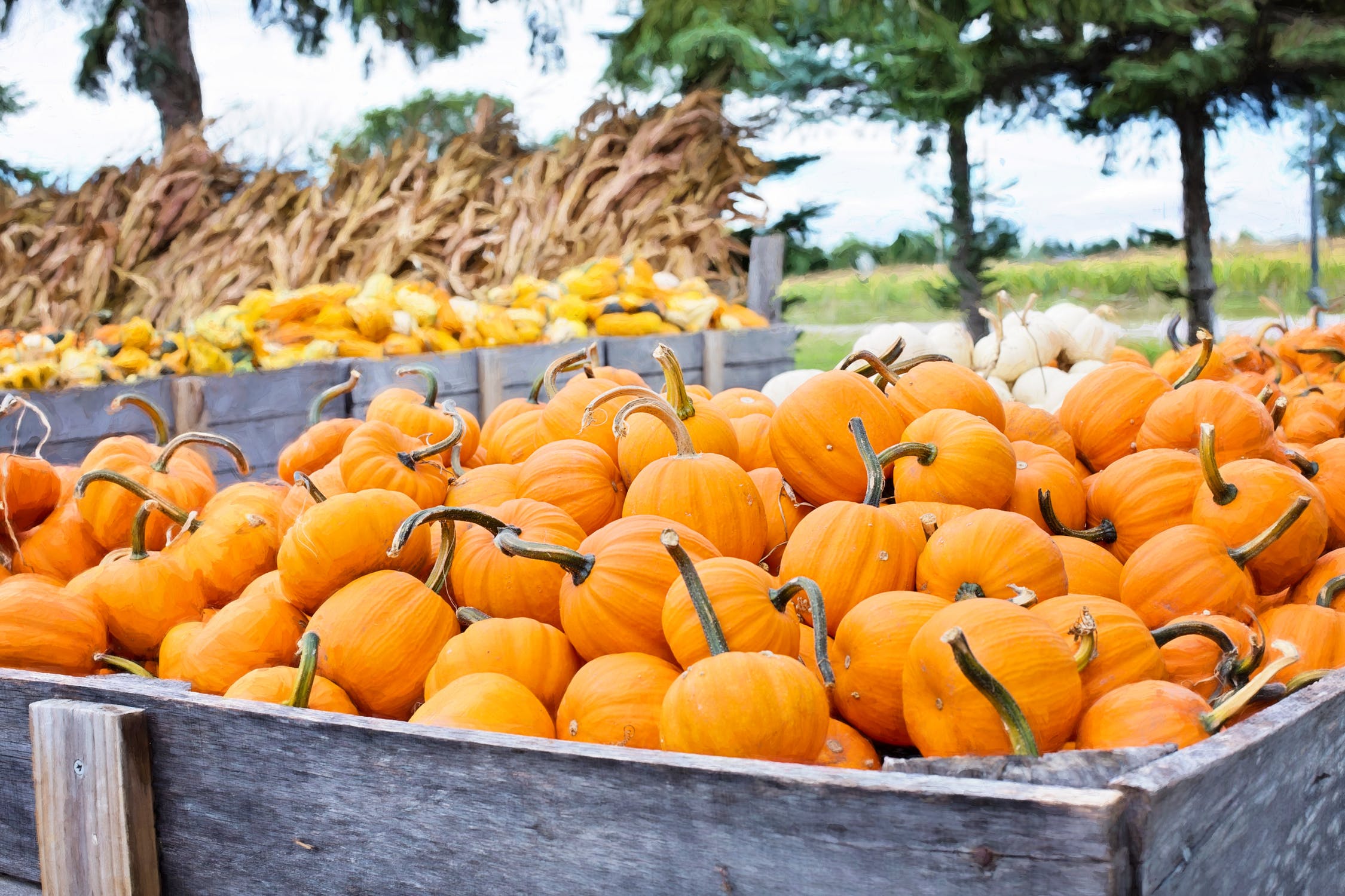a pumpkin patch