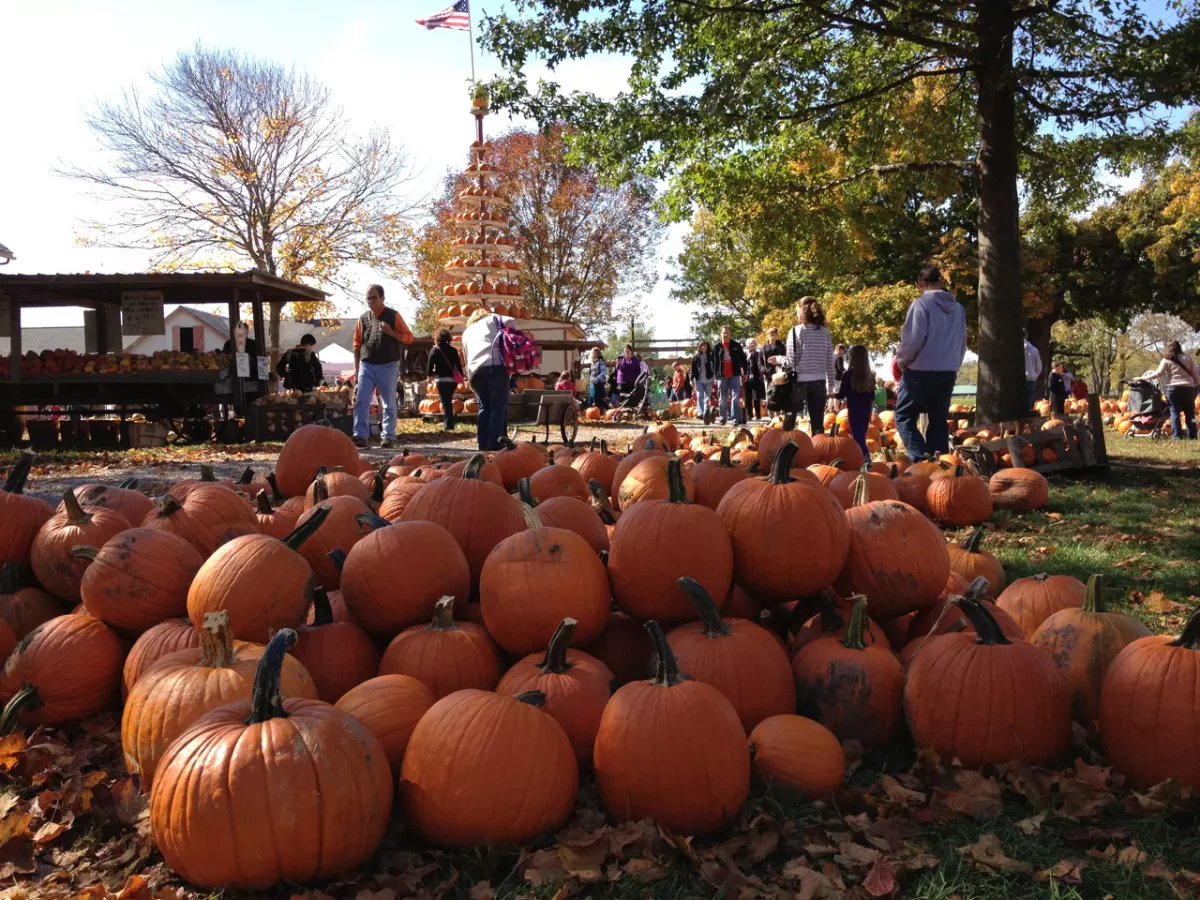 crowd of people and pumpkins
