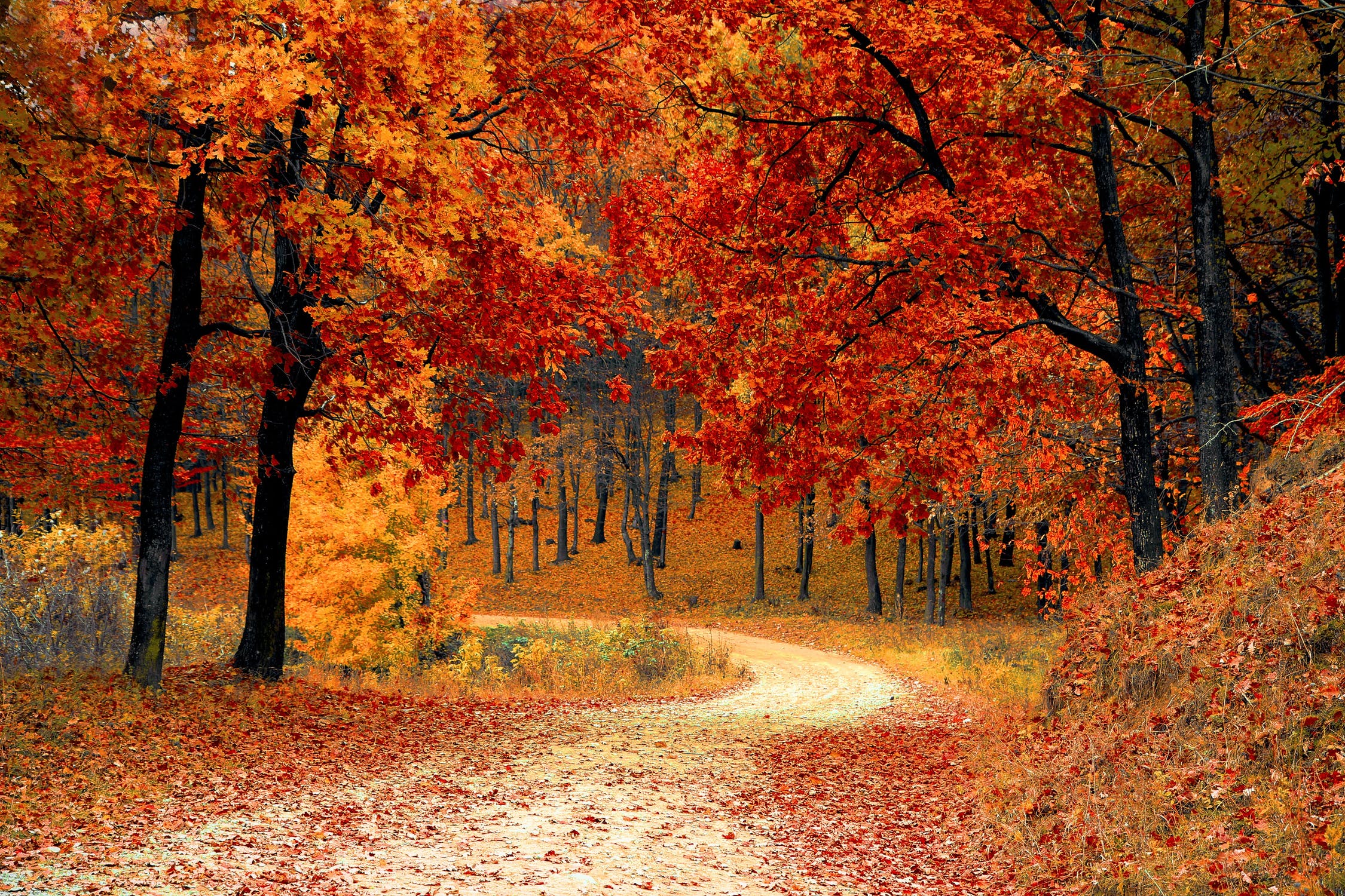 fall folliage