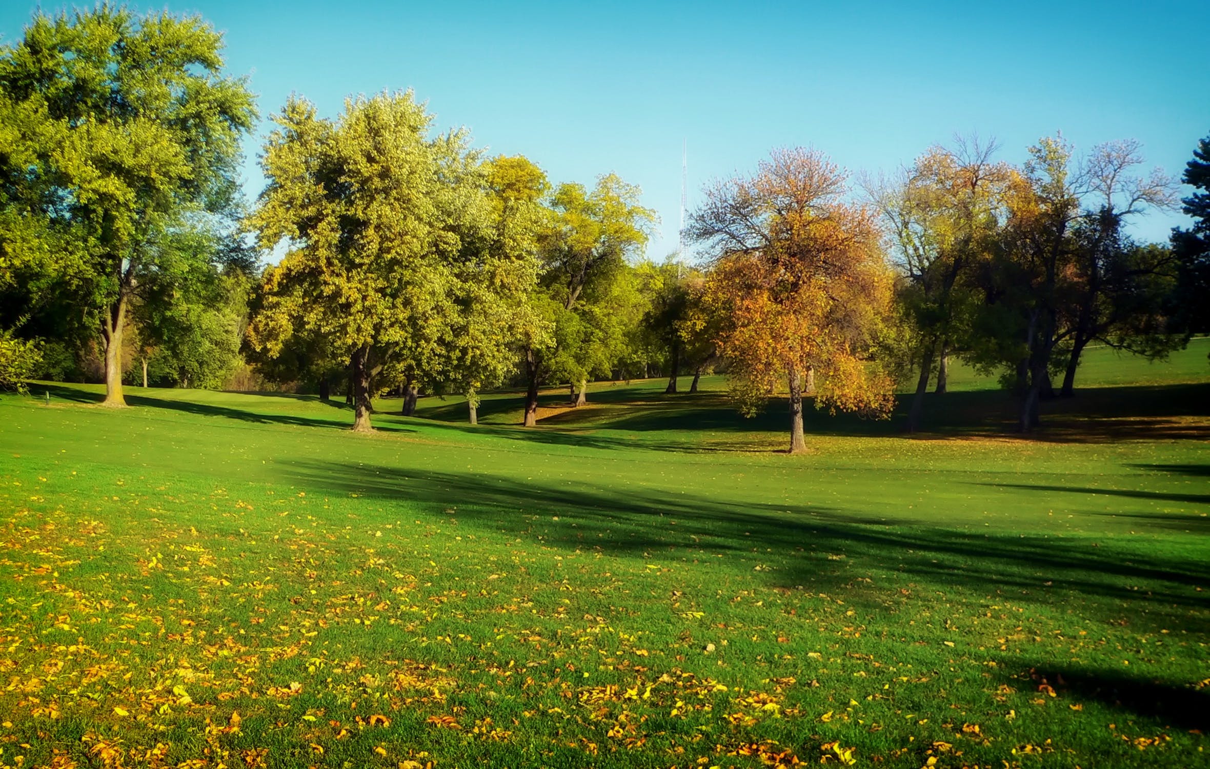 field of leaves and trees