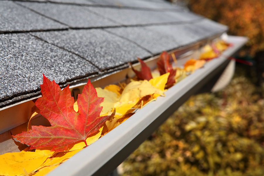 fall leaves in a gutter