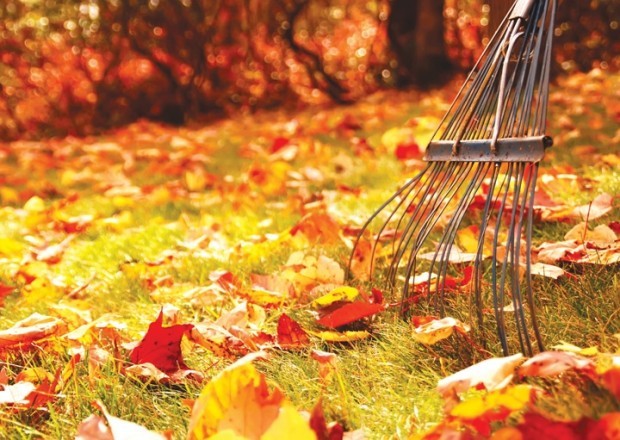 rake and fall leaves