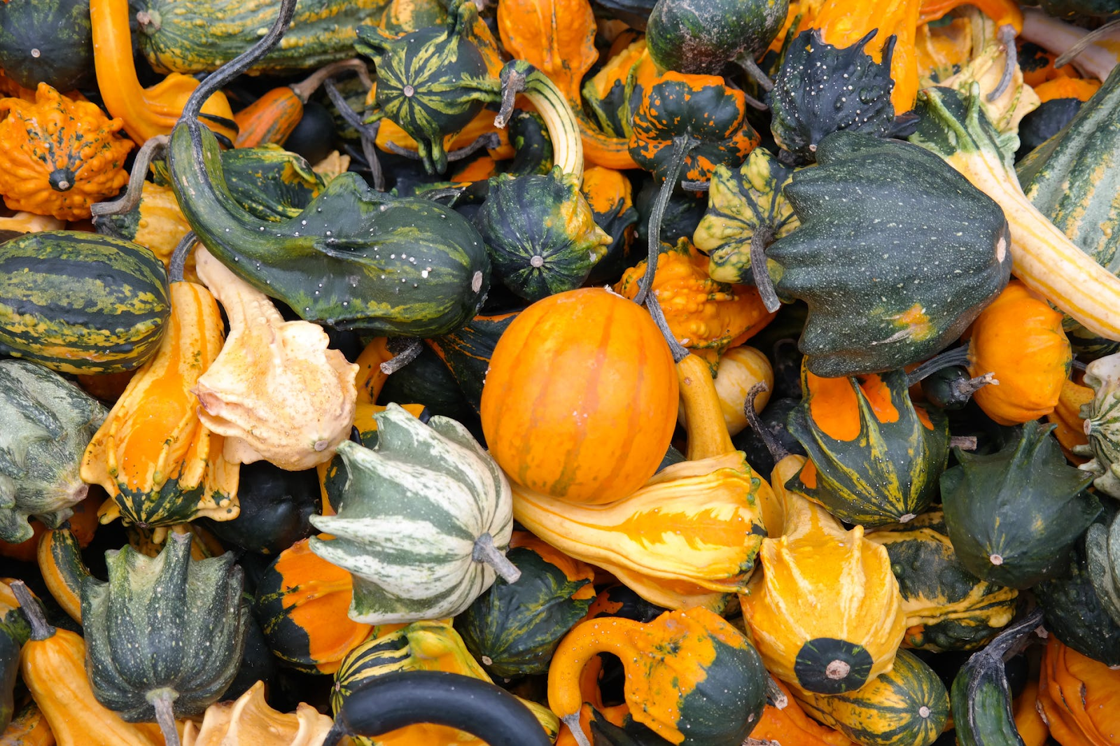 various kinds of squash