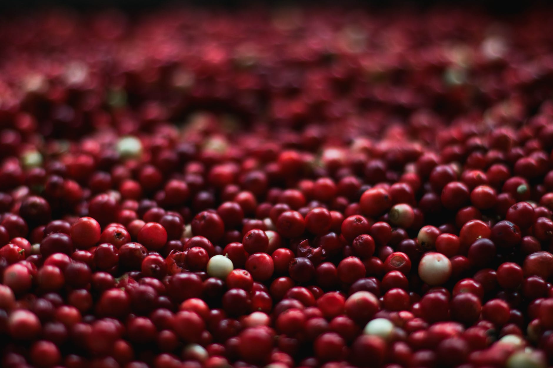 a large amount of cranberries