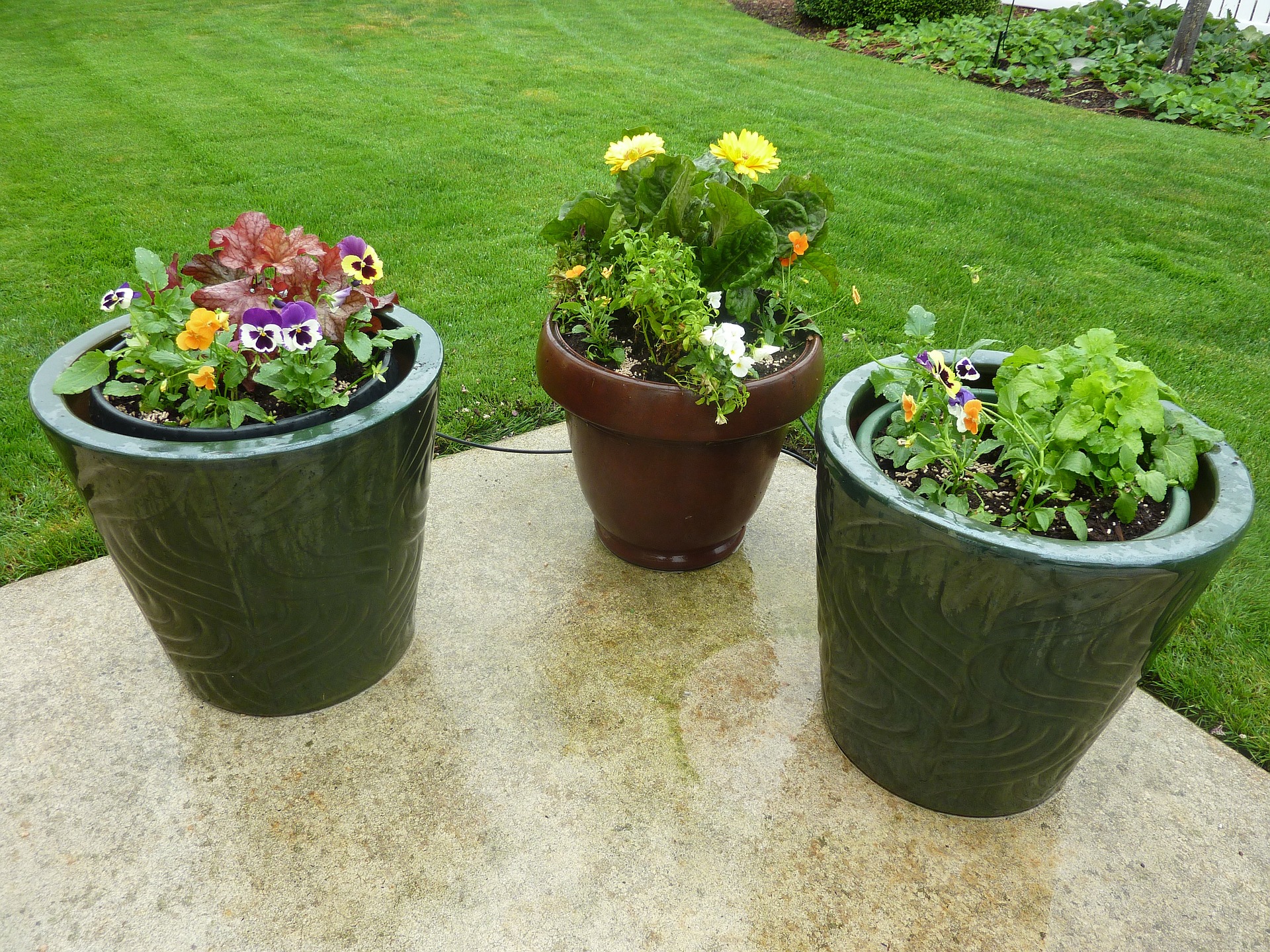 tidy backyard lawn with potted flowers