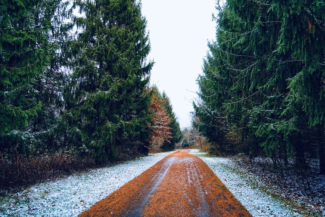 trail surrounded by pine trees in Blendon Woods Park