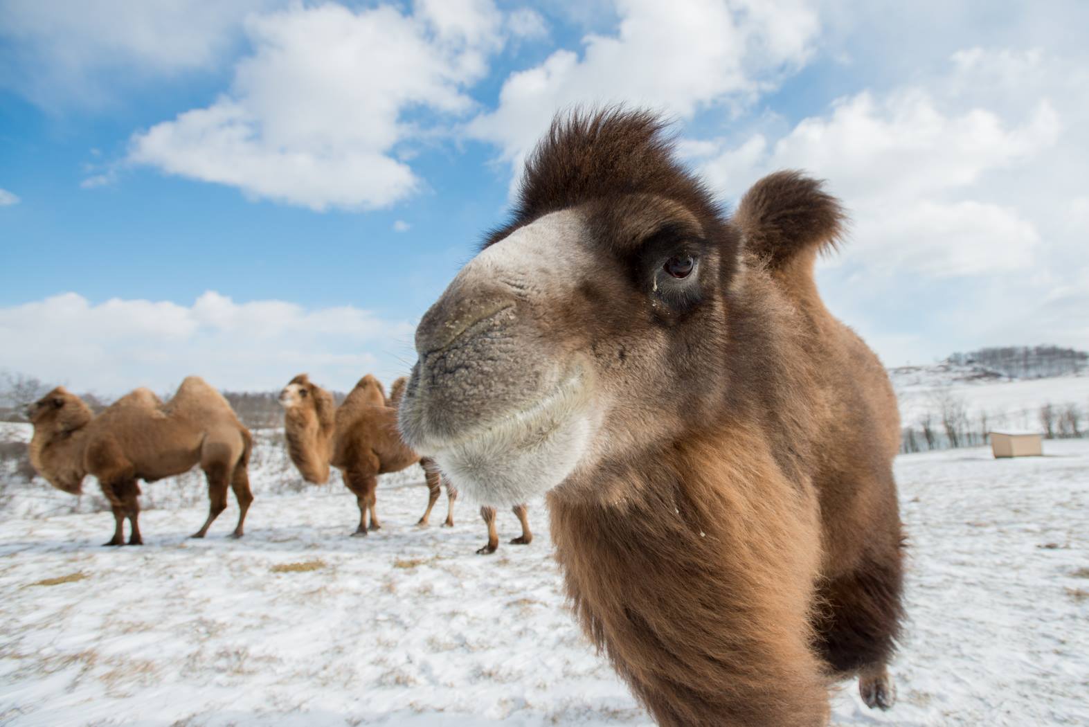 camels in cold snow covered field