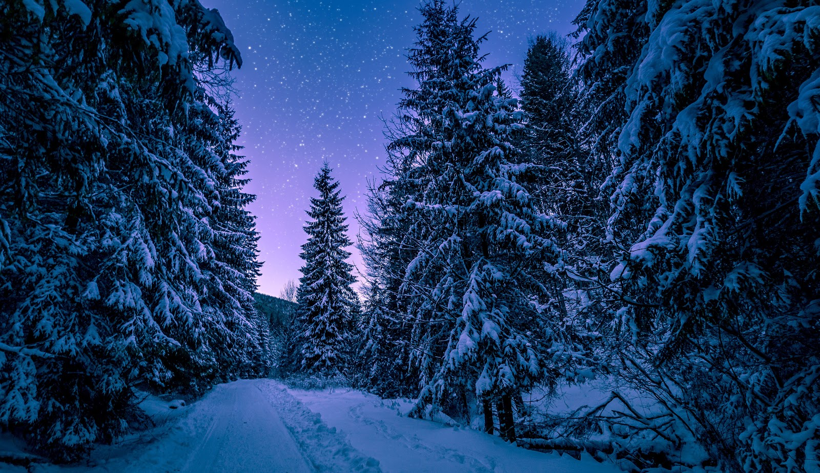 a bluish wintery scene of snow covered pine trees