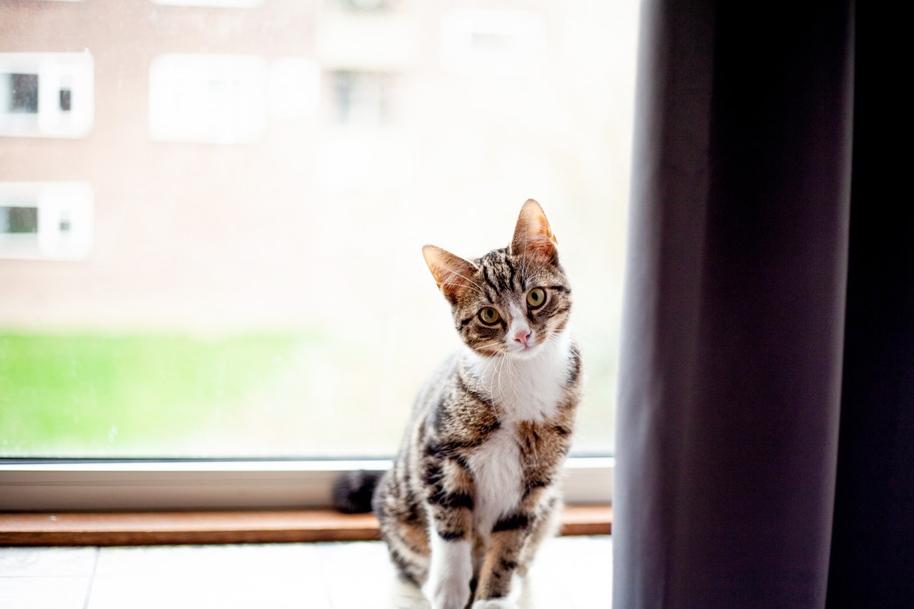 cat litter can save you in a blizzard