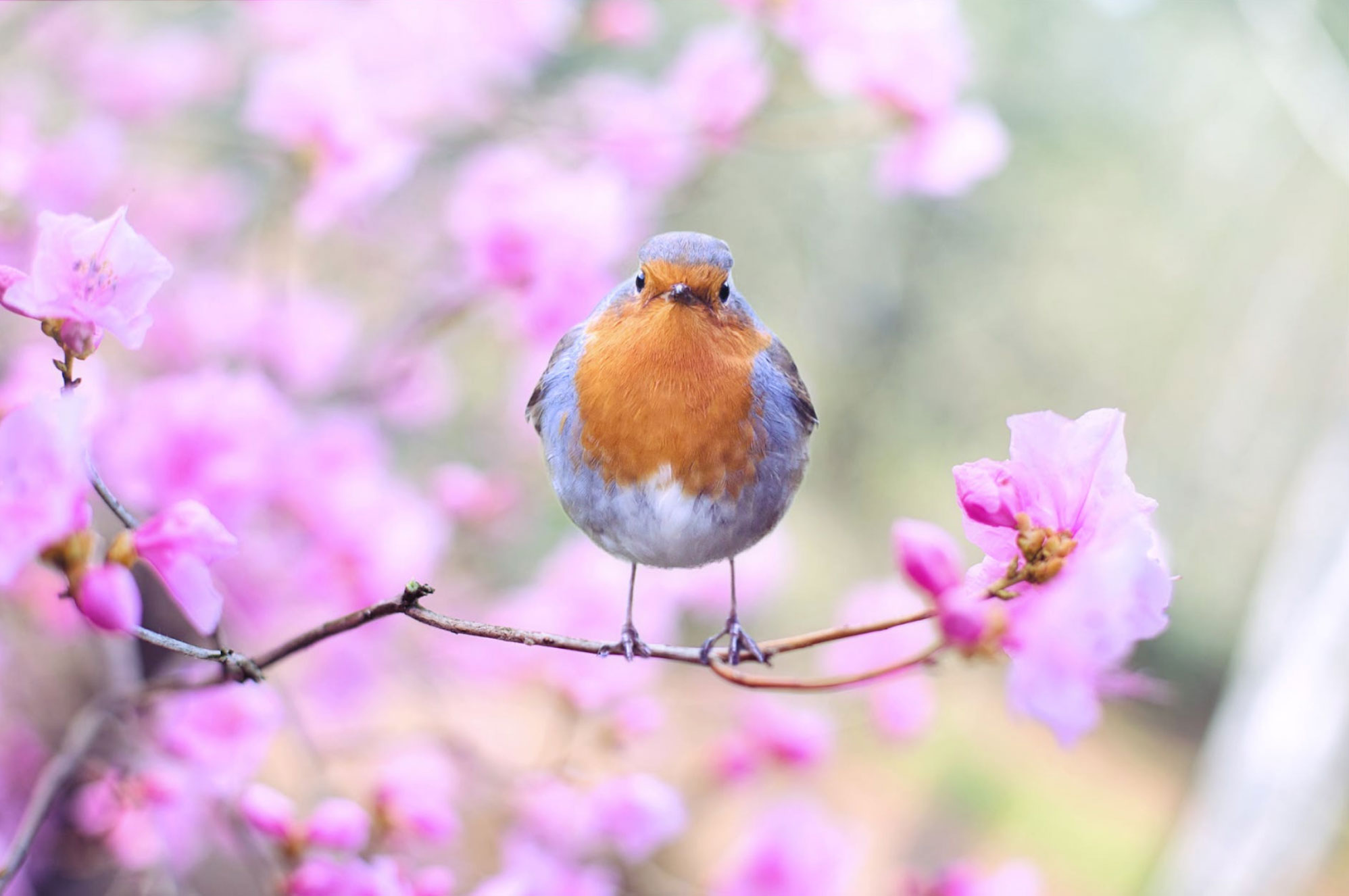 a bird in a flowering spring tree