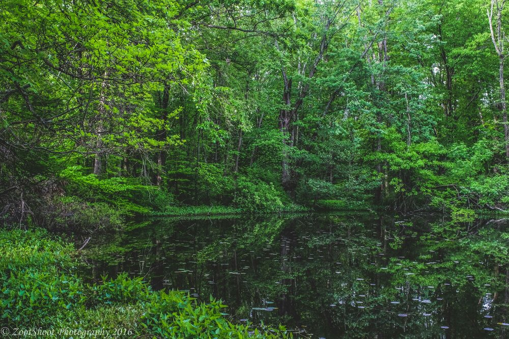 A pond at Blacklick Woods Metro Park