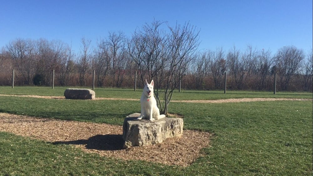 Dog sitting on a rock at Walnut Woods Dog Park