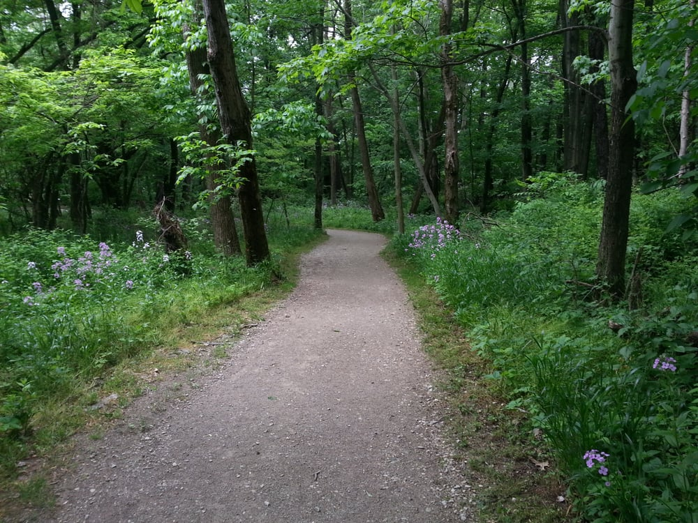 a gravel trail cut through beautiful green forest with small purple flowers lining the path at chestnut ridge metro park in lancaster, OH