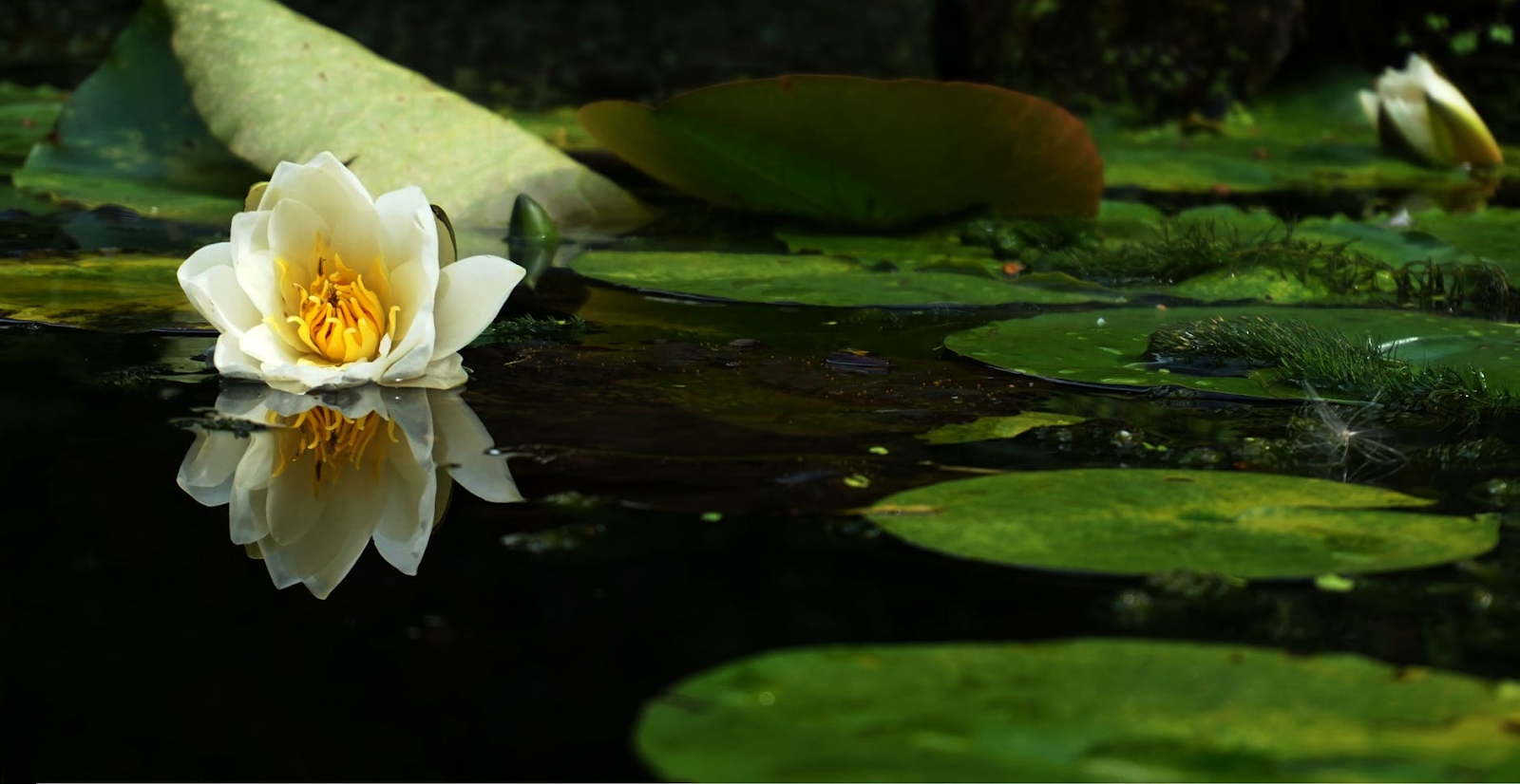 lily pads in a pond.