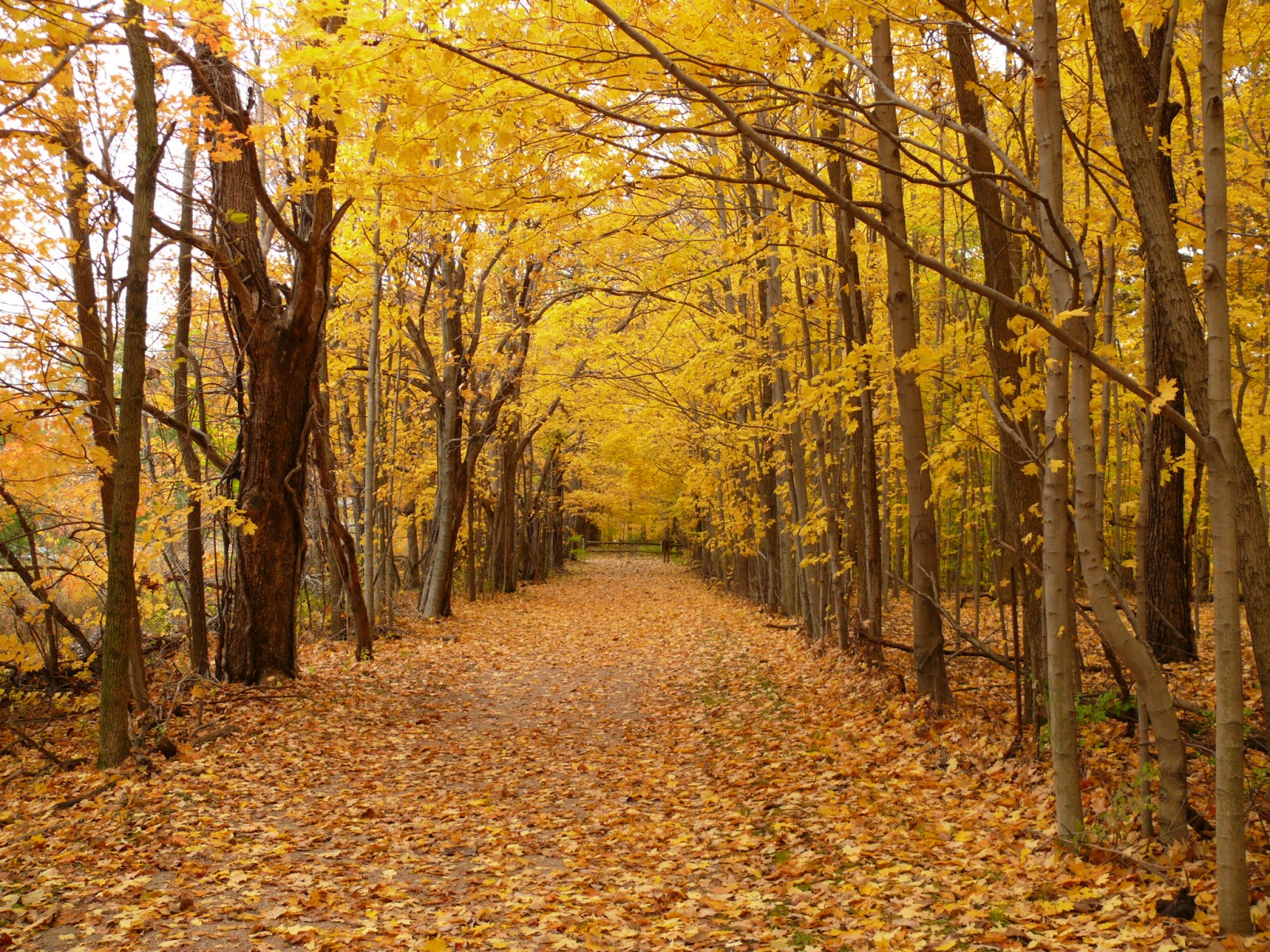 fall trees in highbanks metro park