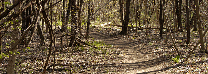 dirt path through woods