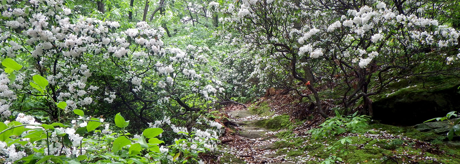 path through bushes with white flowers