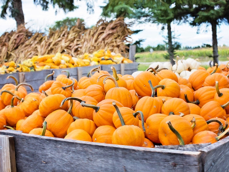 pumpkins