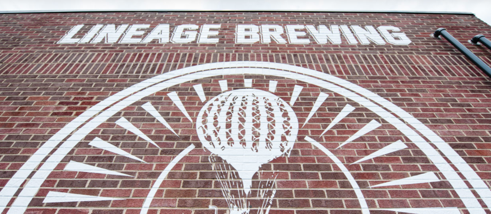 Brick wall emblazoned with Lineage Brewing logo