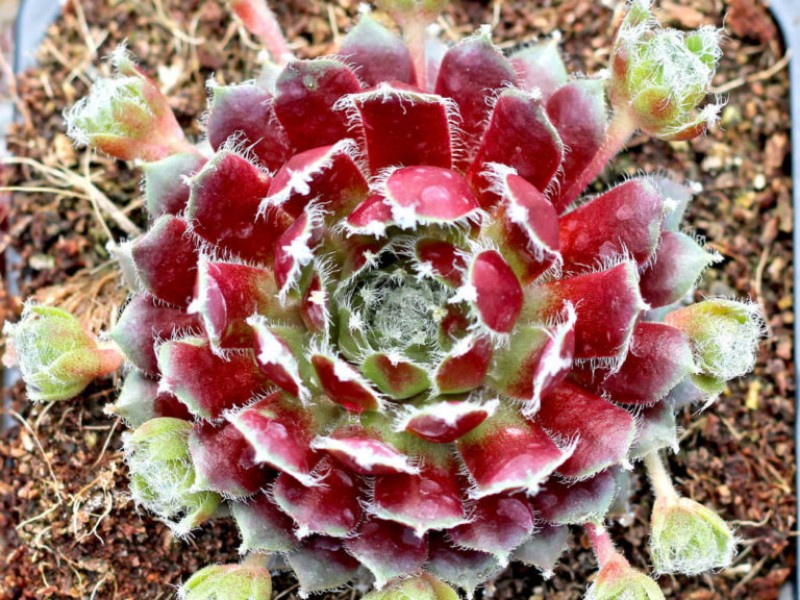 A beautiful and hardy jade rose succulent