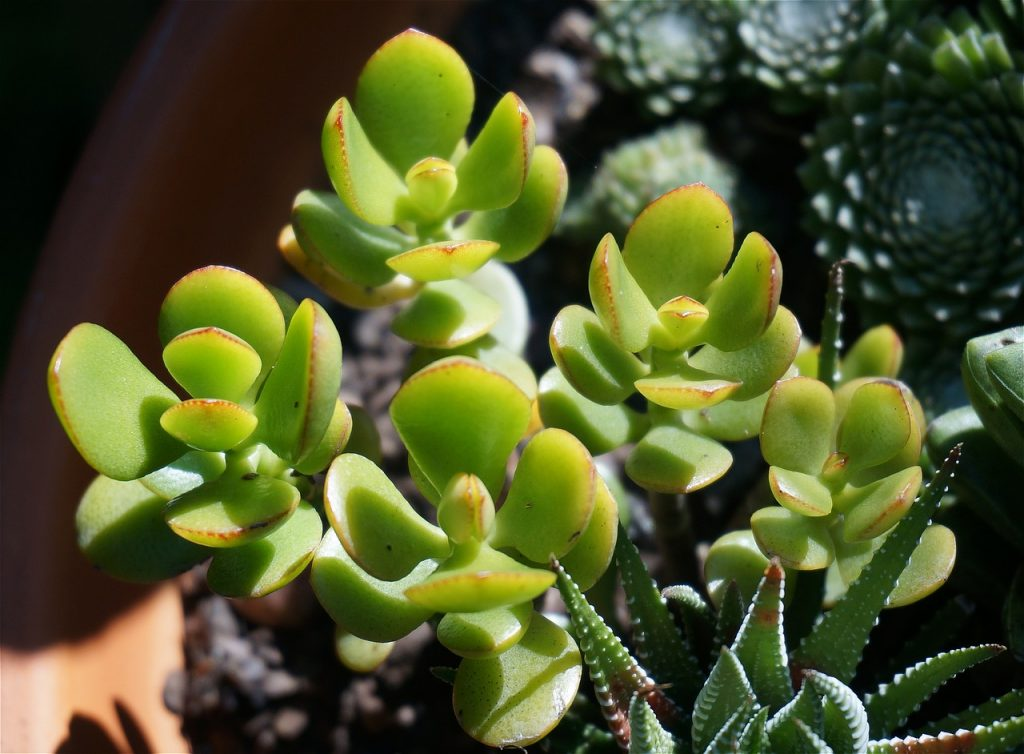 A beautiful jade succulent with rounded leaves in the sunlight