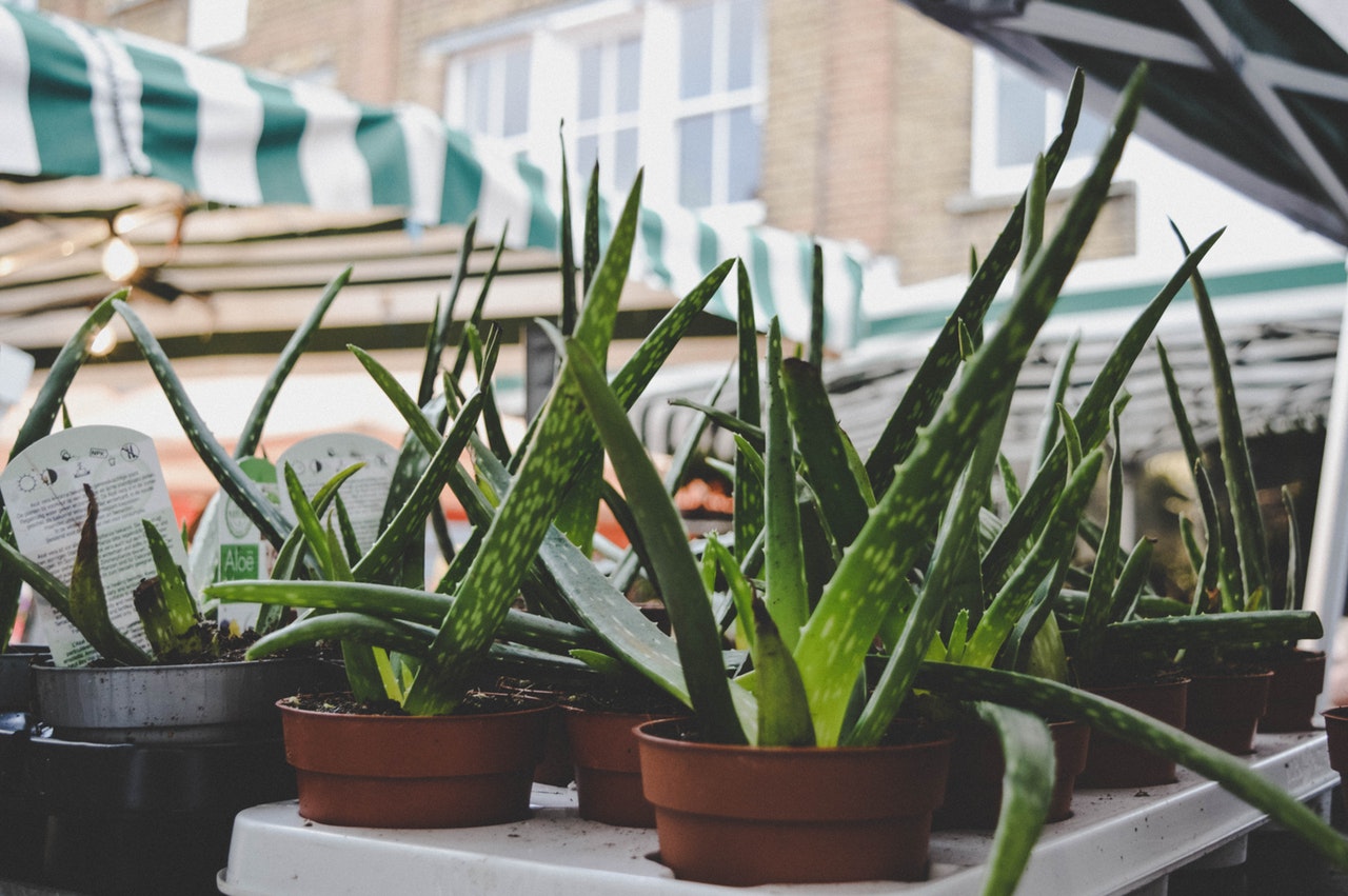 Aloe vera plants sit on a display at a home and garden store