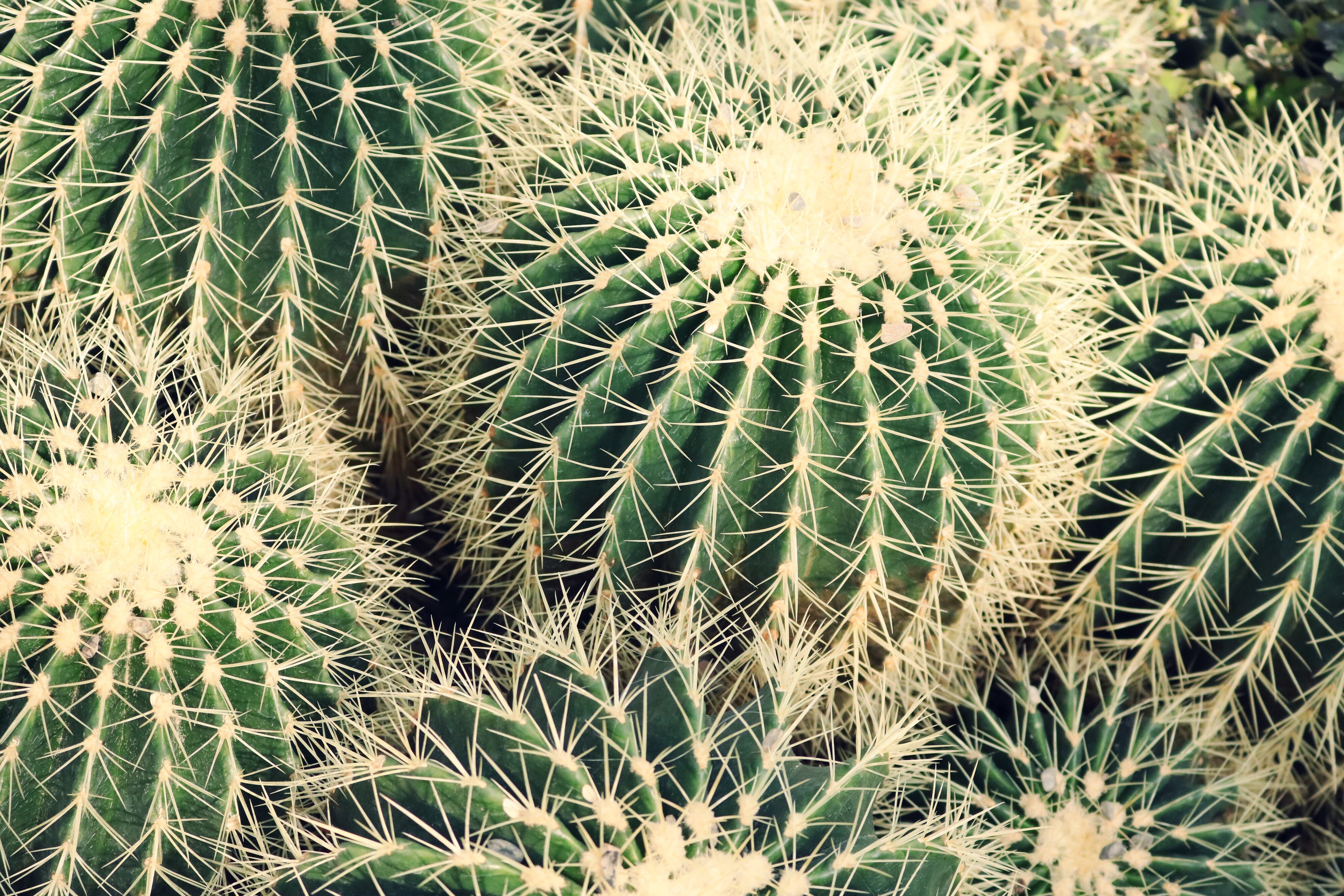 A group of parody magnifica cacti in the wild 