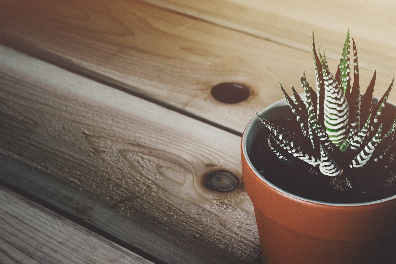 A potted zebra cactus on a wooden table