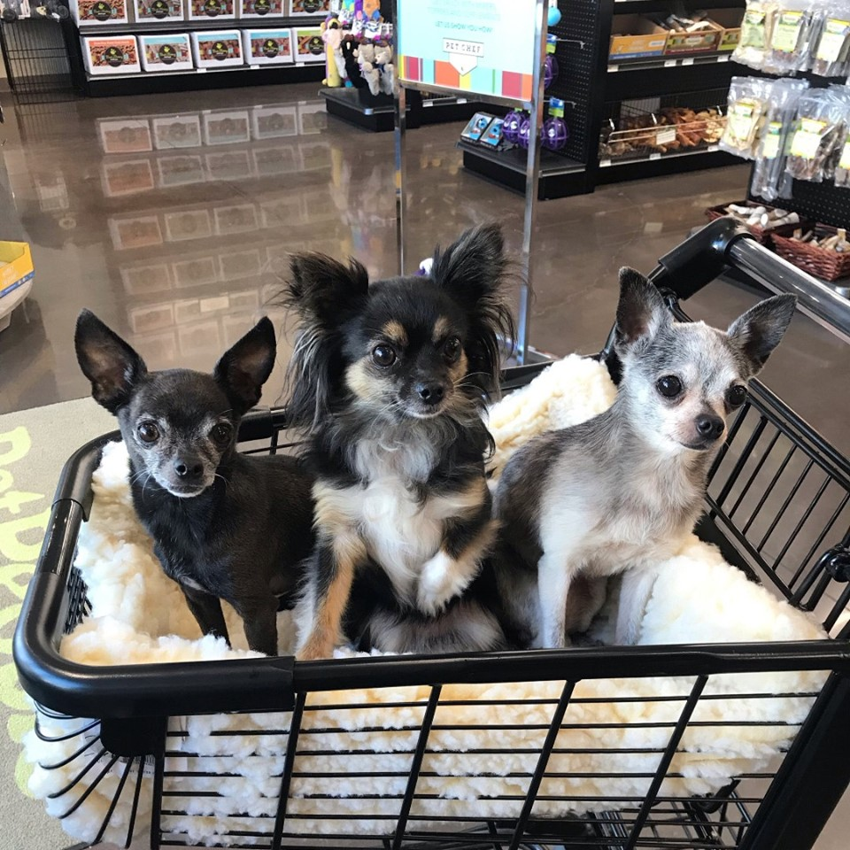 Three small dogs sit happily in a shopping cart on a trip to buy treats at the pet store