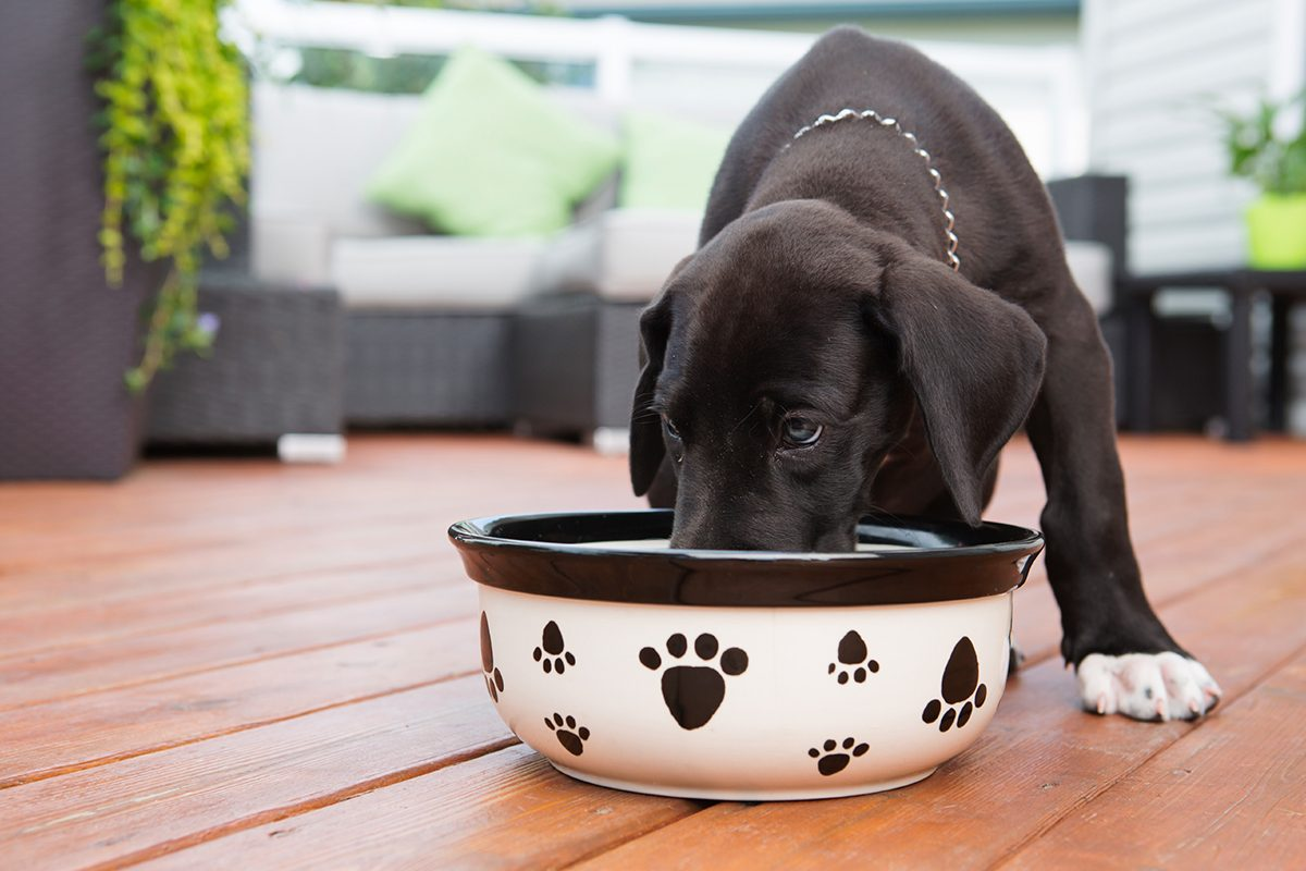 A chocolate lab eats a home cooked meal from a bowl on the floor
