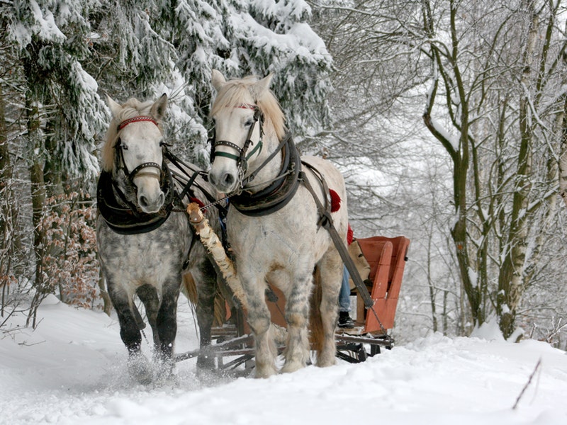 horse drawn carriage through the snow