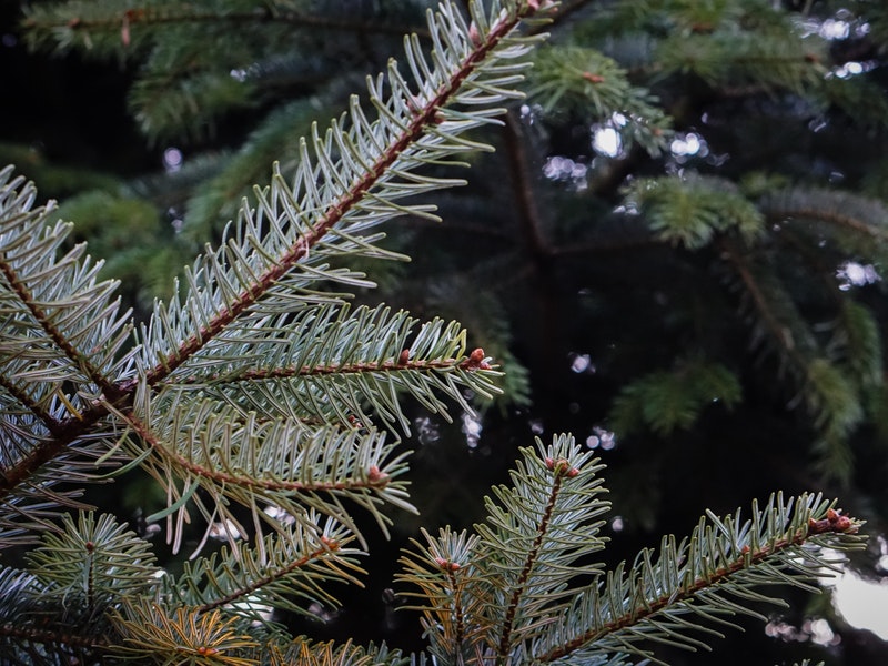 evergreen tree