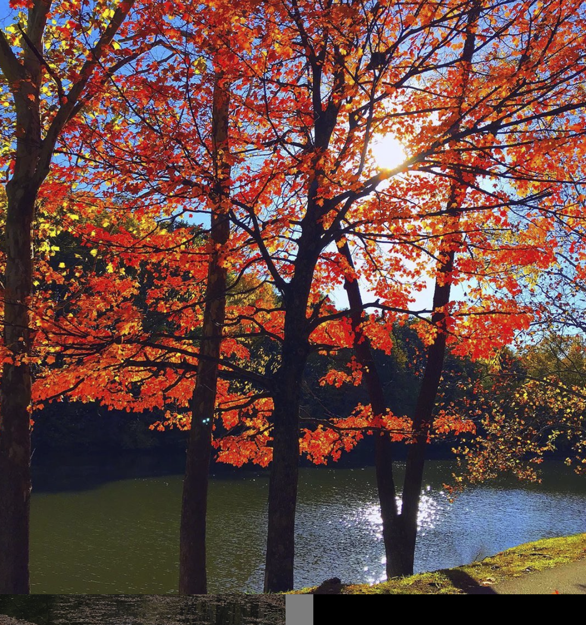 Orange leaves on a tree in the Fall at Tawawa Park