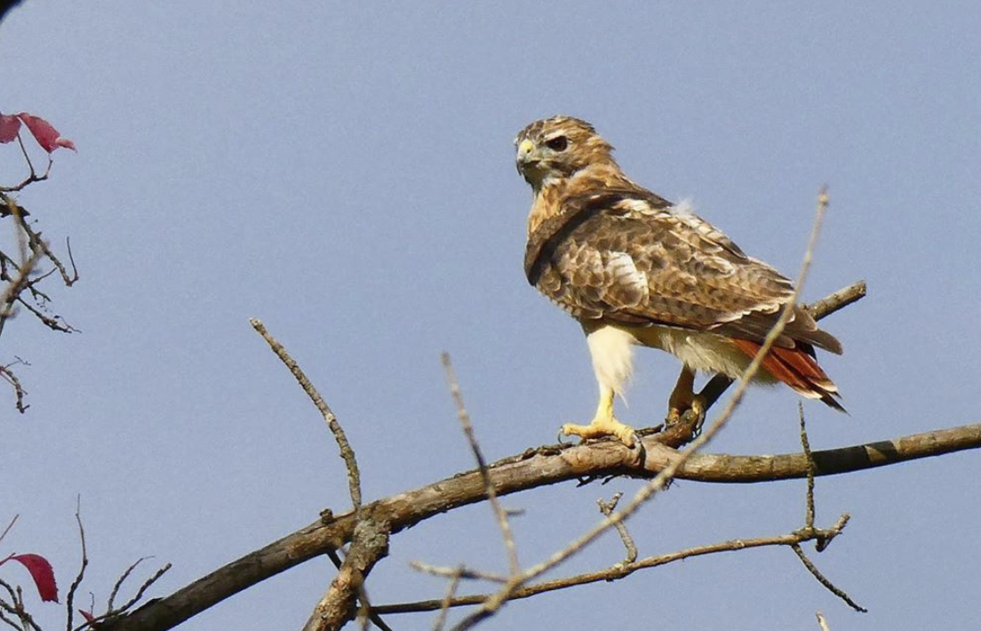 A hawk sitting on a tree in Tawawa Park