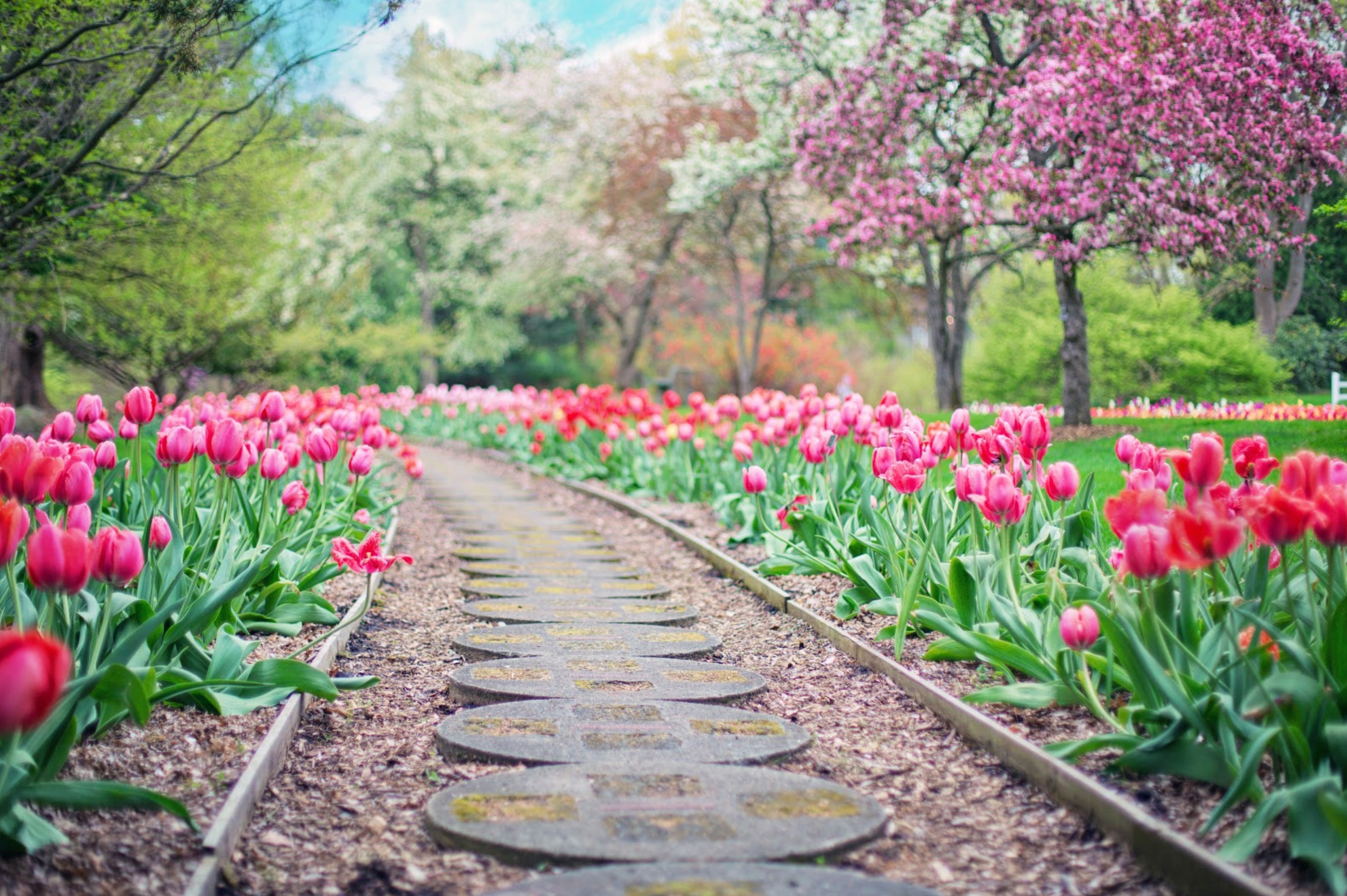 park path lined with tulips