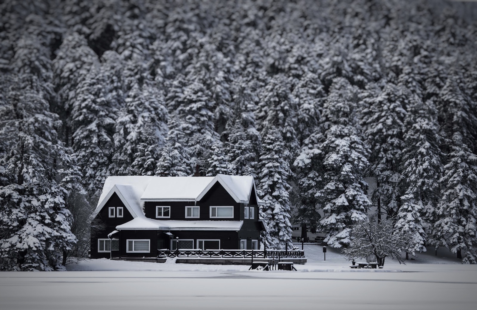 home surrounded by snow-covered trees