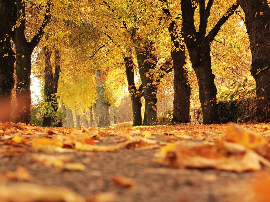 hiking trail with yellow leaves