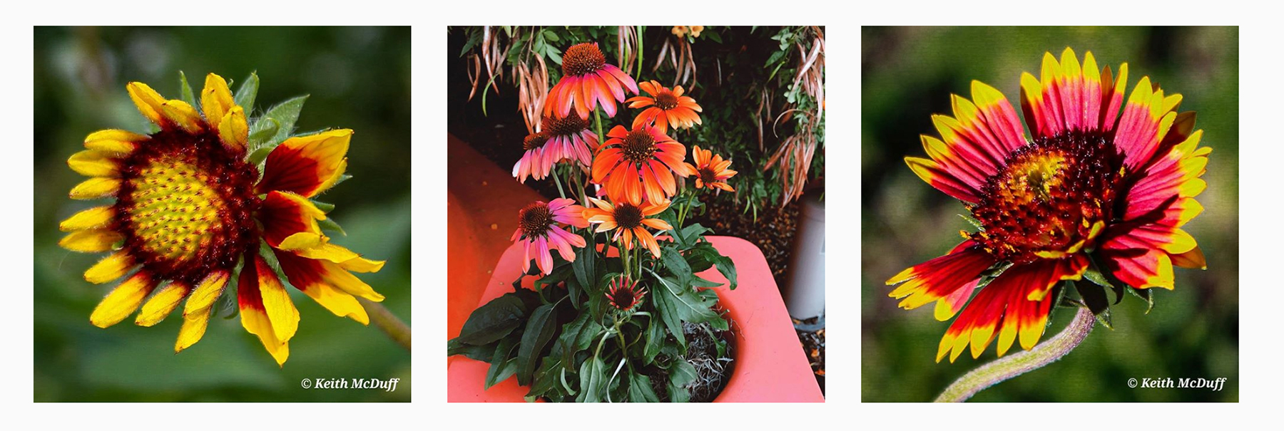 Three images of blanket flowers