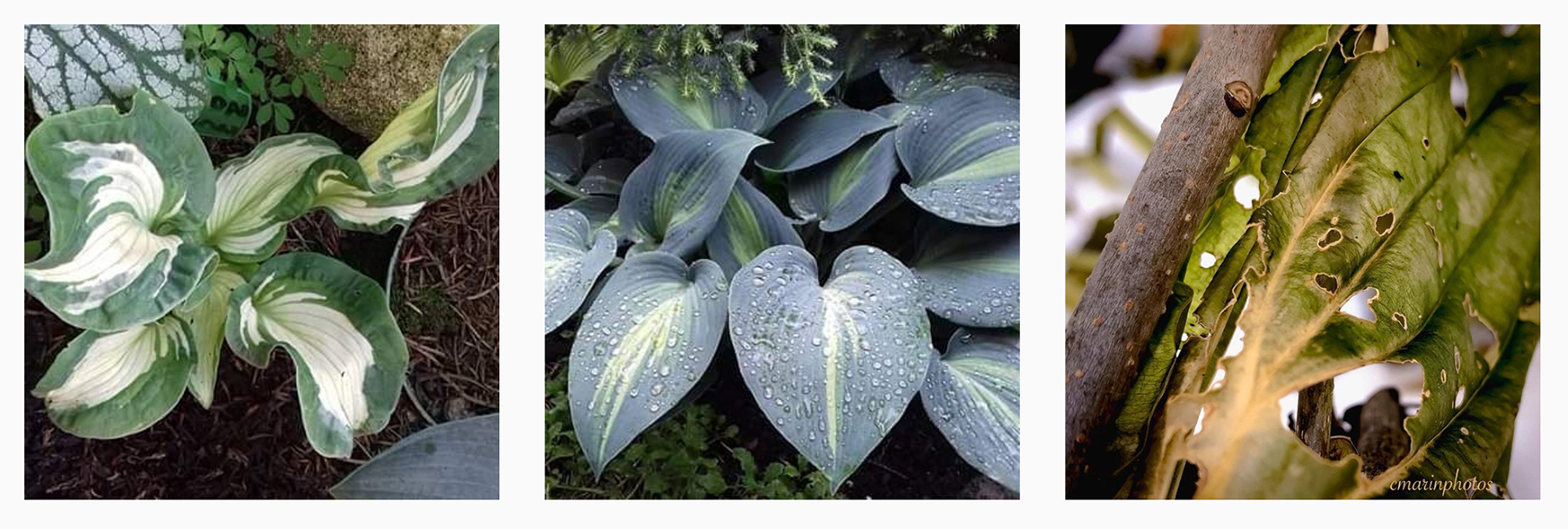 Three hosta plants